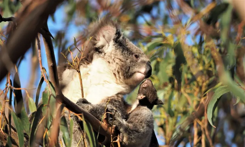Mountain E-Bike Guided Tour, 2 Hours - Kangaroo Island