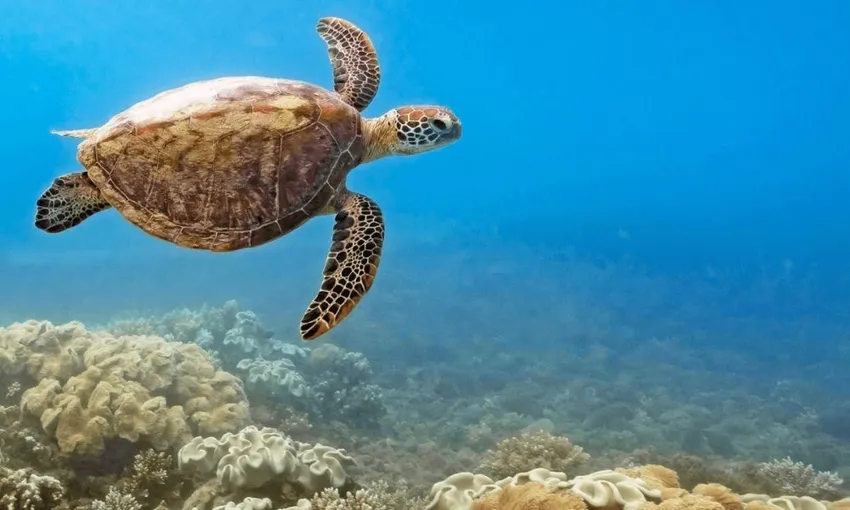 Fitzroy Island Adventures Full Day Trip with Optional Lunch