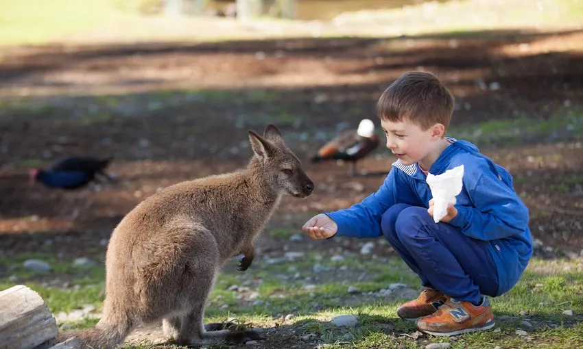 Willowbank Wildlife Reserve Admission & Tour | Experience Oz