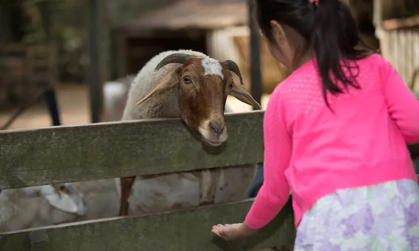 Willowbank Wildlife Reserve Admission & Tour | Experience Oz