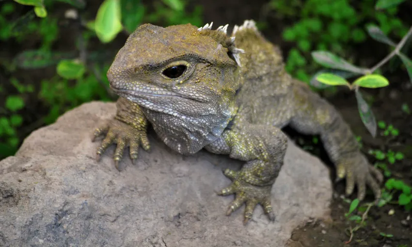 Willowbank Wildlife Reserve Admission & Tour | Experience Oz