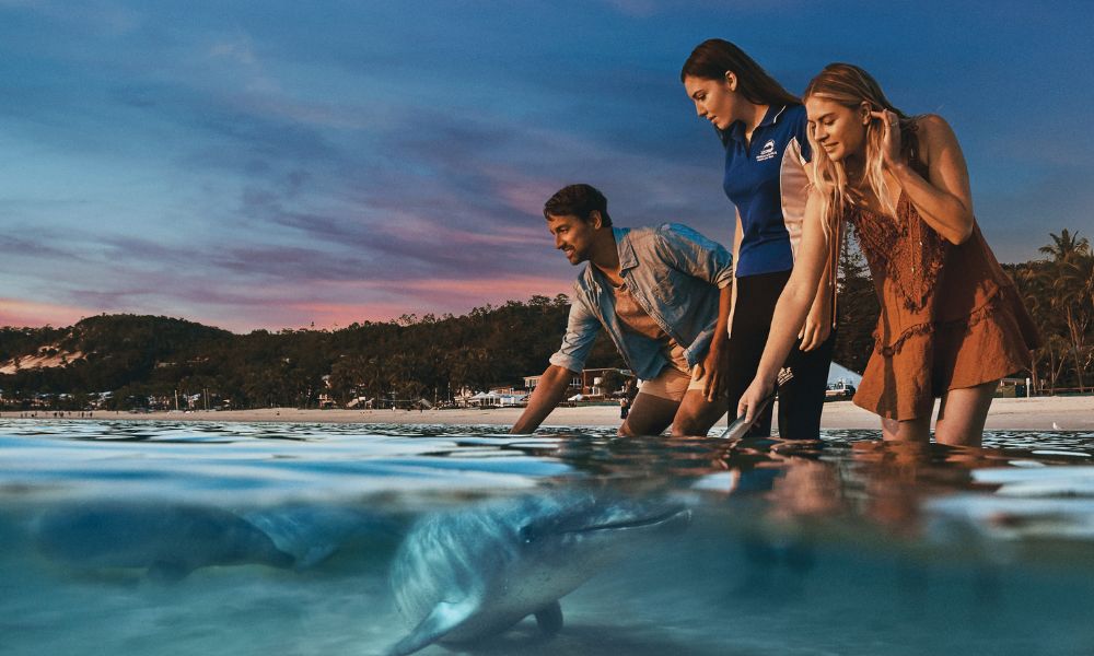 Desert Safari and Dolphin Feeding Day Trip - Tangalooma