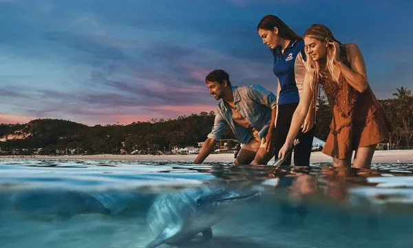 Desert Safari and Dolphin Feeding Day Trip - Tangalooma