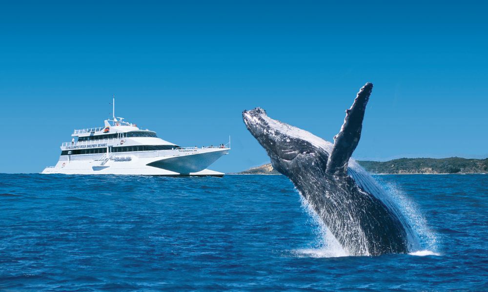 Tangalooma Dolphin Feeding & Whale Watching - From Brisbane
