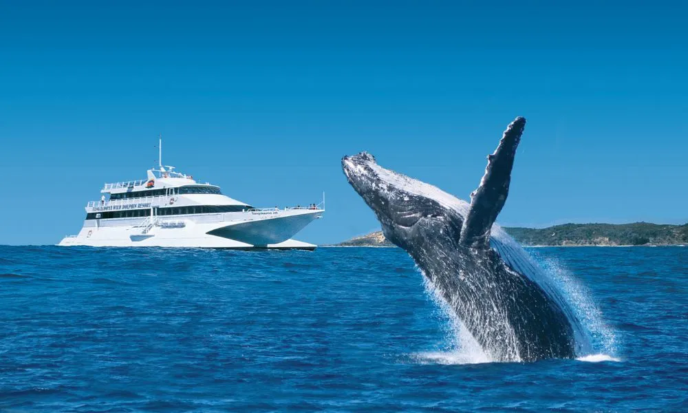 Tangalooma Island Resort Whale Watching with Dolphin Feeding from Brisbane