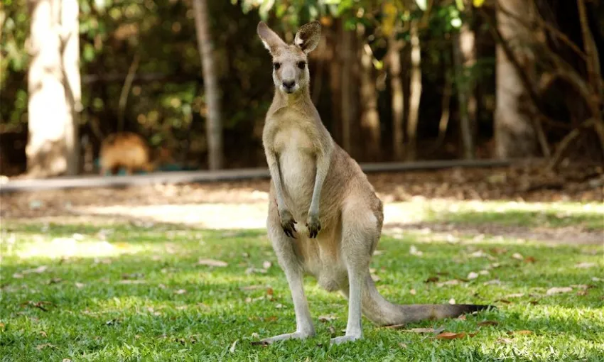 Hartley's Crocodile Adventures Half Day Tour | Experience Oz 