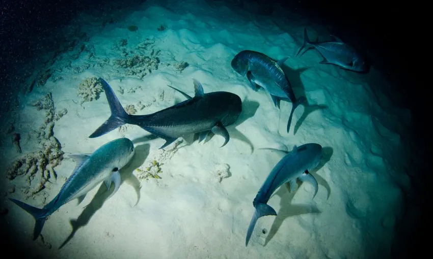 2 Day 1 Night Liveaboard on OceanQuest