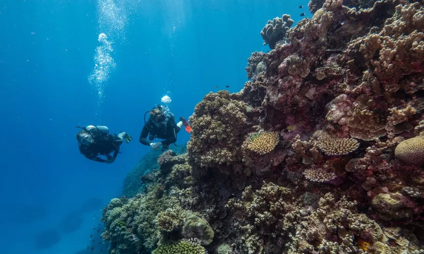 3 Day 2 Night Liveaboard on OceanQuest