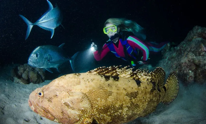 3 Day 2 Night Liveaboard on OceanQuest