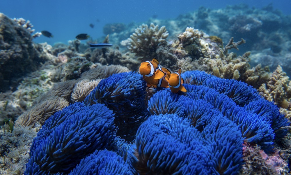 Frankland Island Day Cruise with Snorkelling and Meals