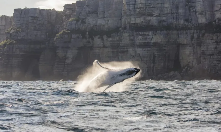 Sydney Whale Watching Cruise, 2.5 Hours - Morning 
