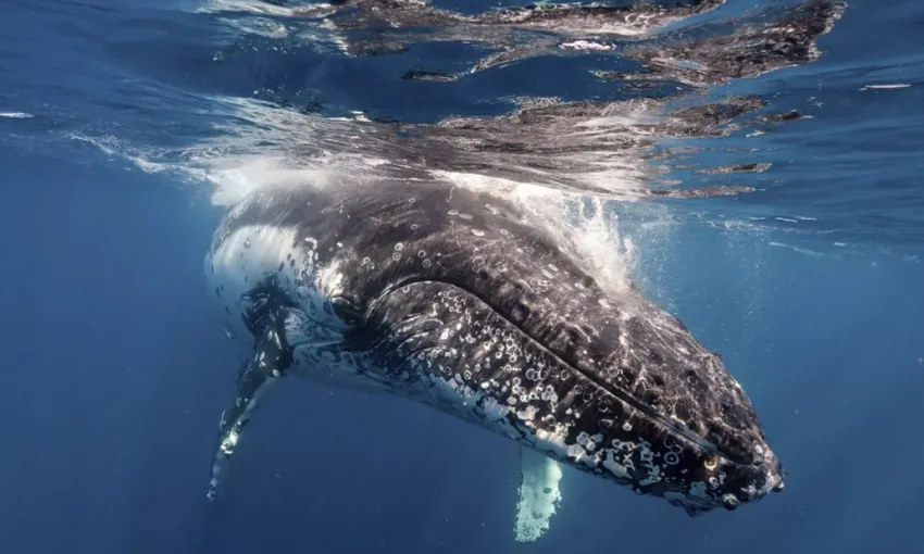 Sydney Whale Watching Cruise, 2.5 Hours - Morning 