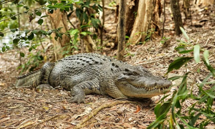 Hartley's Crocodile Adventure & Transfers - Half Day 