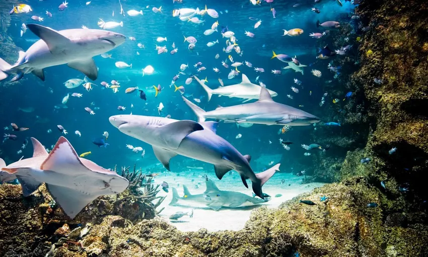 Aquarium Shark Dive Xtreme - 30 minutes - Sydney