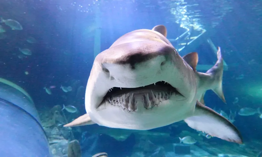 Aquarium Shark Dive Xtreme - 30 minutes - Sydney