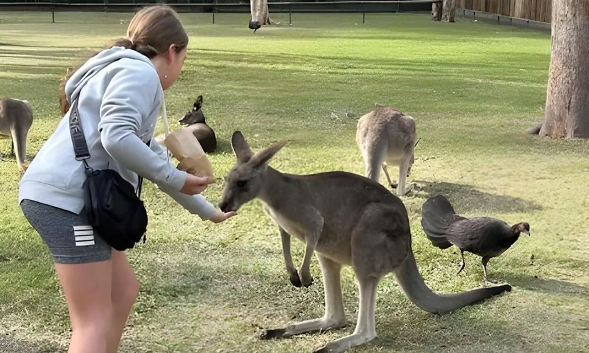 Australia Zoo Entry with Brisbane CBD Hotels Transfers | Experience Oz