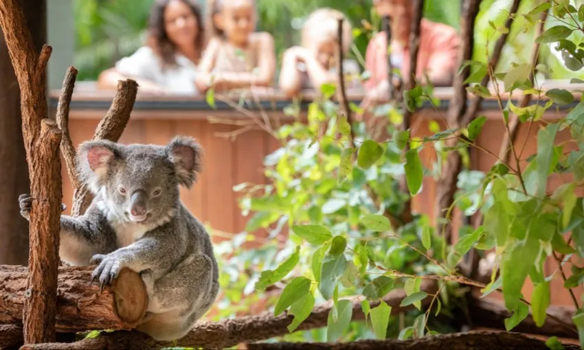 Australia Zoo Entry with Brisbane CBD Hotels Transfers | Experience Oz