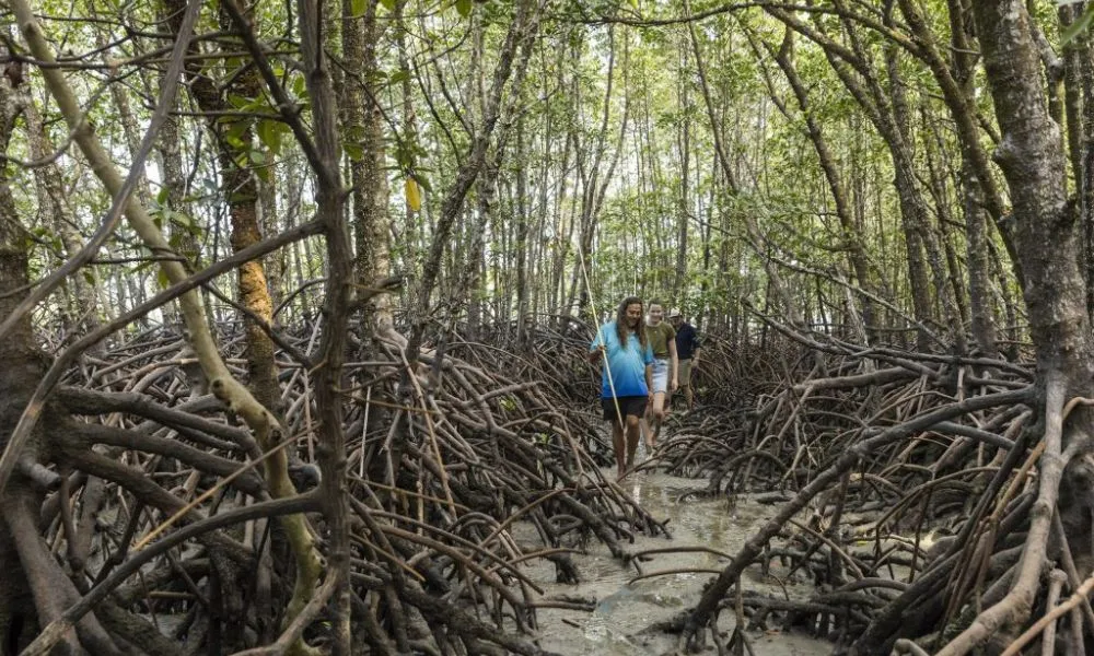 Daintree Dreaming Aboriginal Cultural Adventure | Experience Oz -6