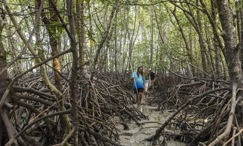 Daintree Dreaming Aboriginal Cultural Adventure | Experience Oz 