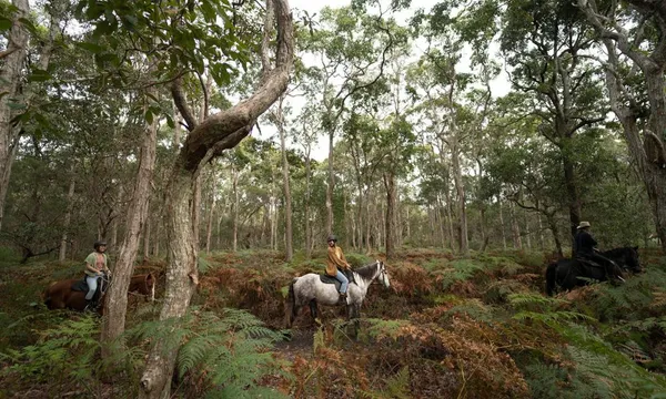 Byron Bay Guided Horse Trail Ride Experience with Pub Lunch