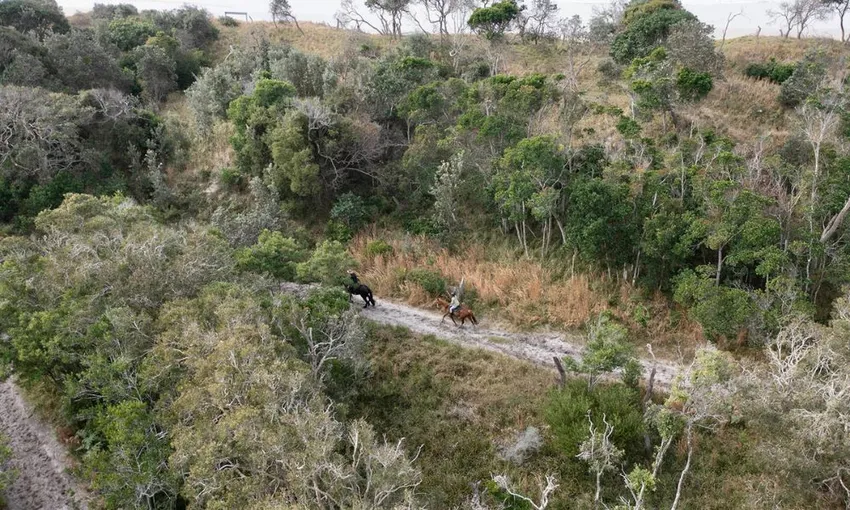 Byron Bay Guided Horse Trail Ride with Pub Lunch | Experience Oz