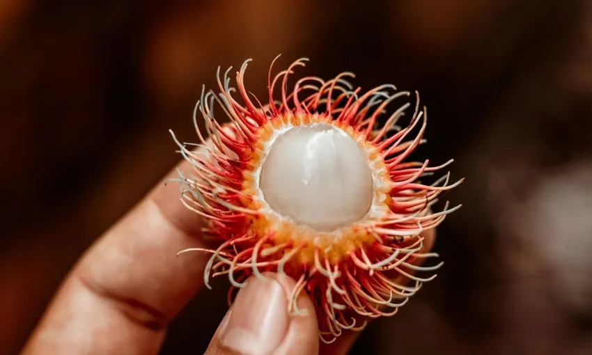 Daintree Gourmet Sensations Tour with Picnic Lunch  | Experience OZ