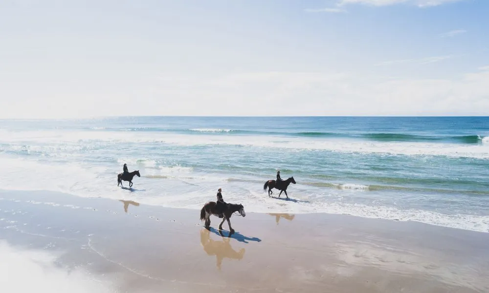 Byron Bay Forest to Beach Horse Ride - 2 Hours | Experience Oz-2