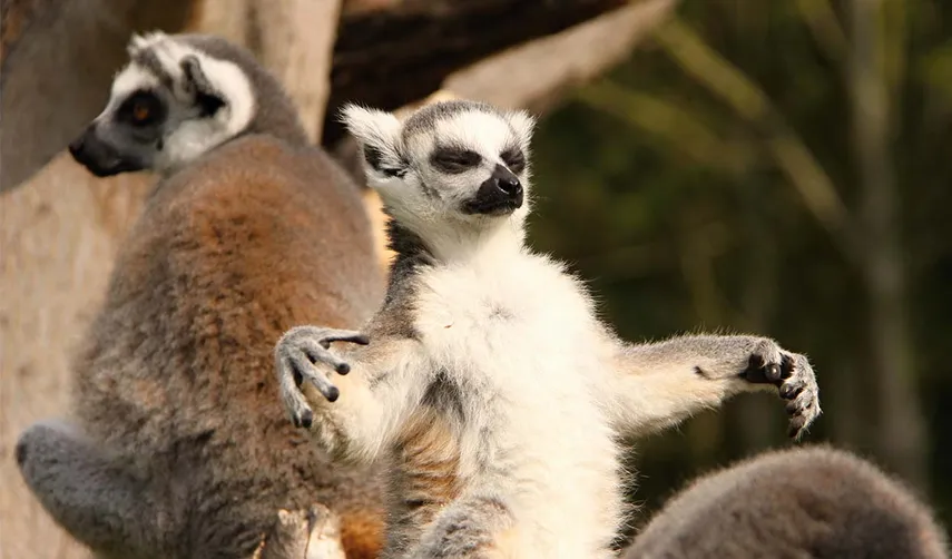 Currumbin Wildlife Sanctuary Tickets