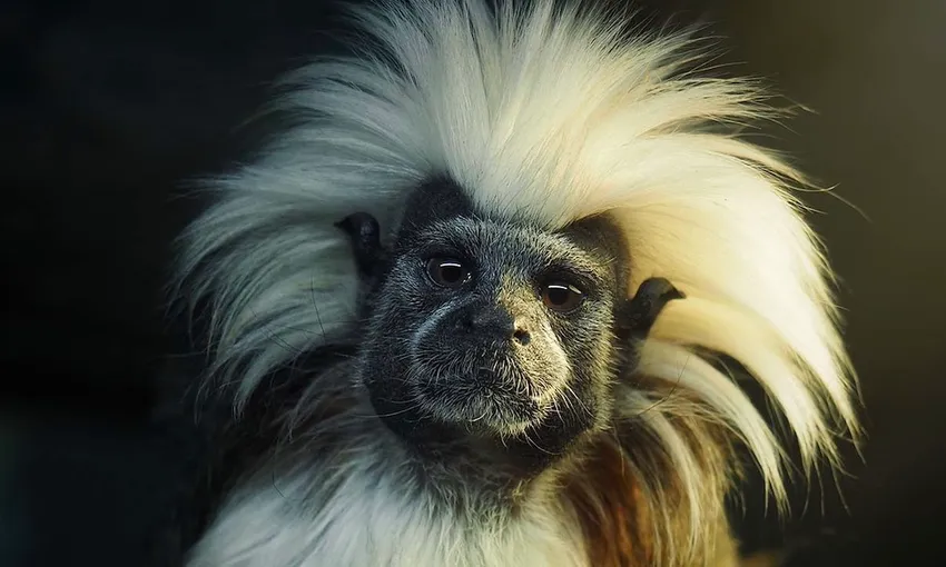 Currumbin Wildlife Sanctuary Tickets