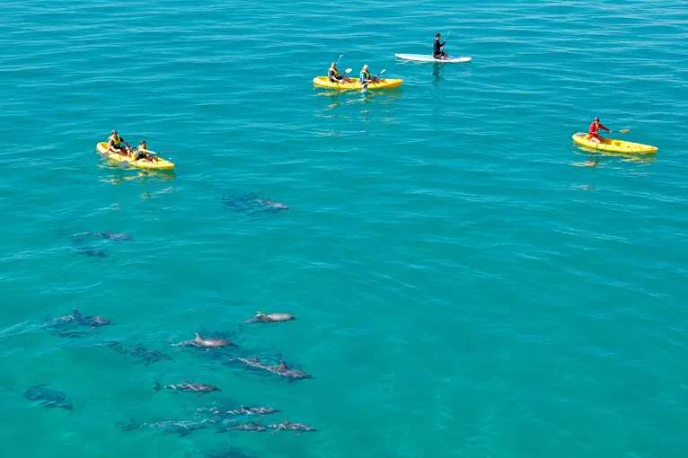  Dolphin Spotting Kayak and 4WD Adventure Day Tour - Noosa