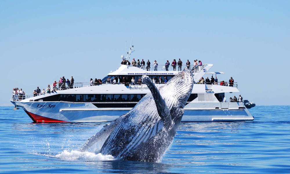 Brisbane Whale Watching Cruise, 4.5 Hours