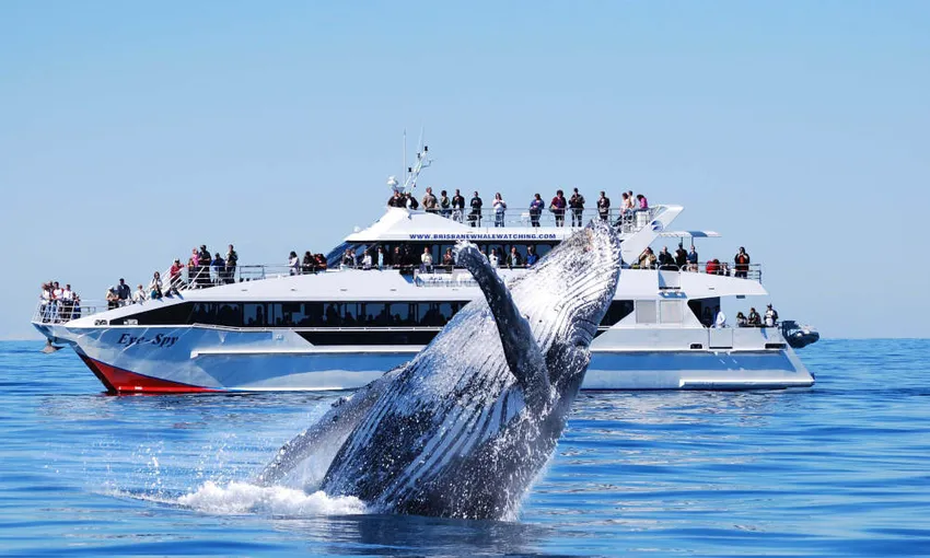 Brisbane Whale Watching Cruise, 4.5 Hours
