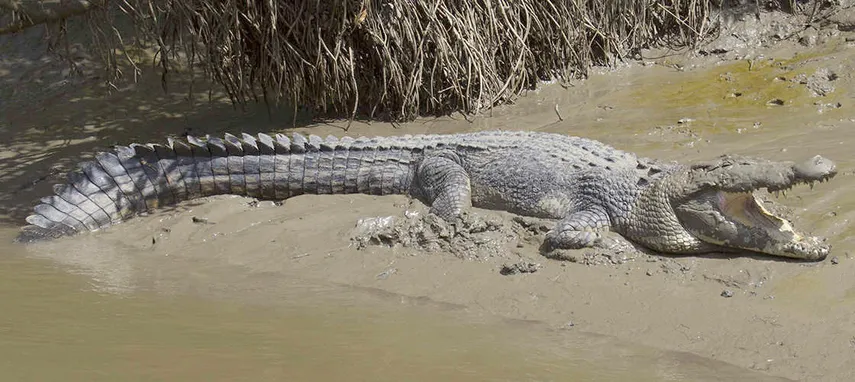 Airlie Beach Crocodile Watching Cruise & Full Day Adventure