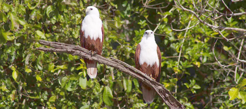 Airlie Beach Crocodile Watching Cruise & Full Day Adventure