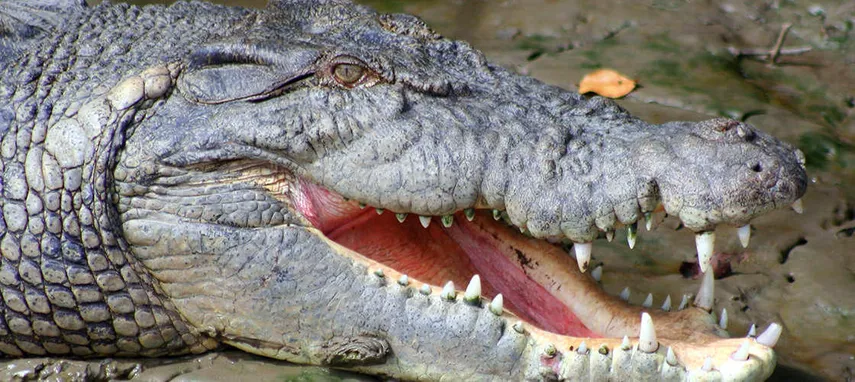 Airlie Beach Crocodile Watching Cruise & Full Day Adventure