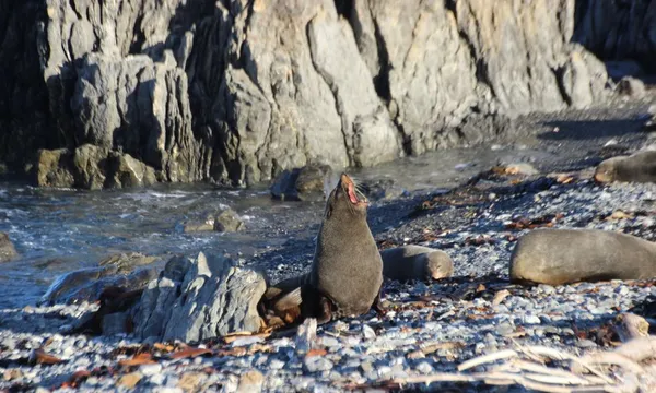 Wellington Seal Coast Safari - 3.5 Hours