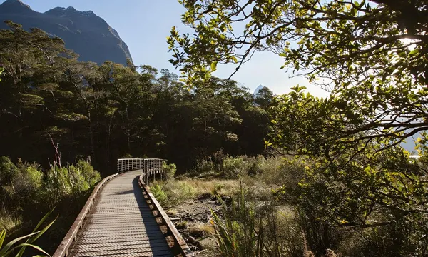 Milford Sound Fly and Explore - 3.5 Hours