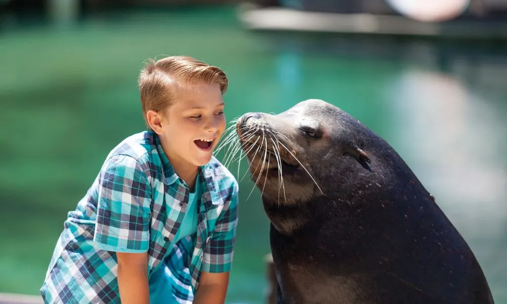 Sea World Whale Watch Cruise and Sea World Entry | Experience Oz -3