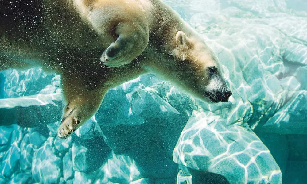 Sea World Whale Watch Cruise and Sea World Entry | Experience Oz -6