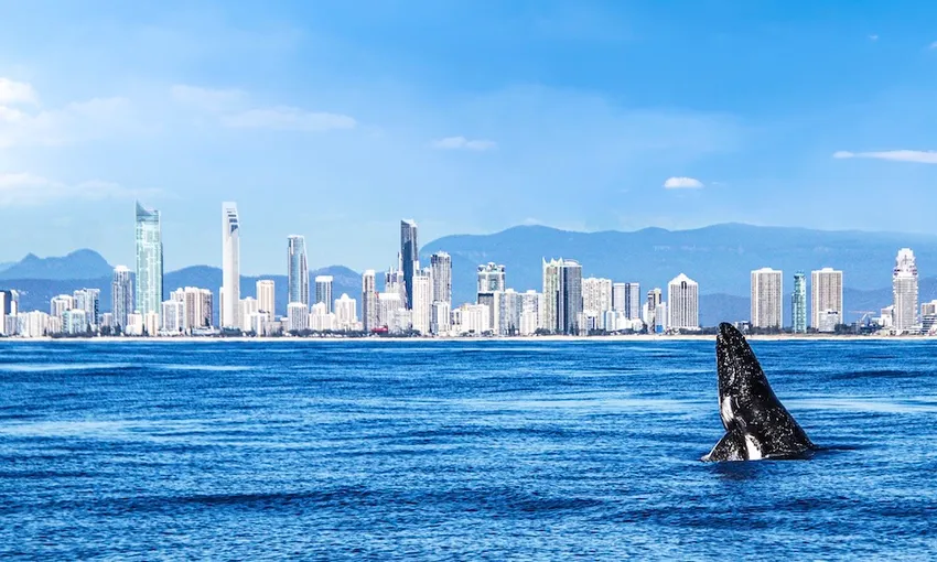 Sea World Whale Watch Cruise and Sea World Entry | Experience Oz 