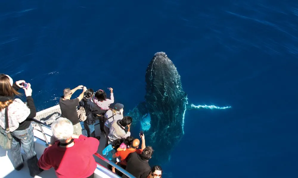 Sea World Whale Watch Cruise and Sea World Entry | Experience Oz -5