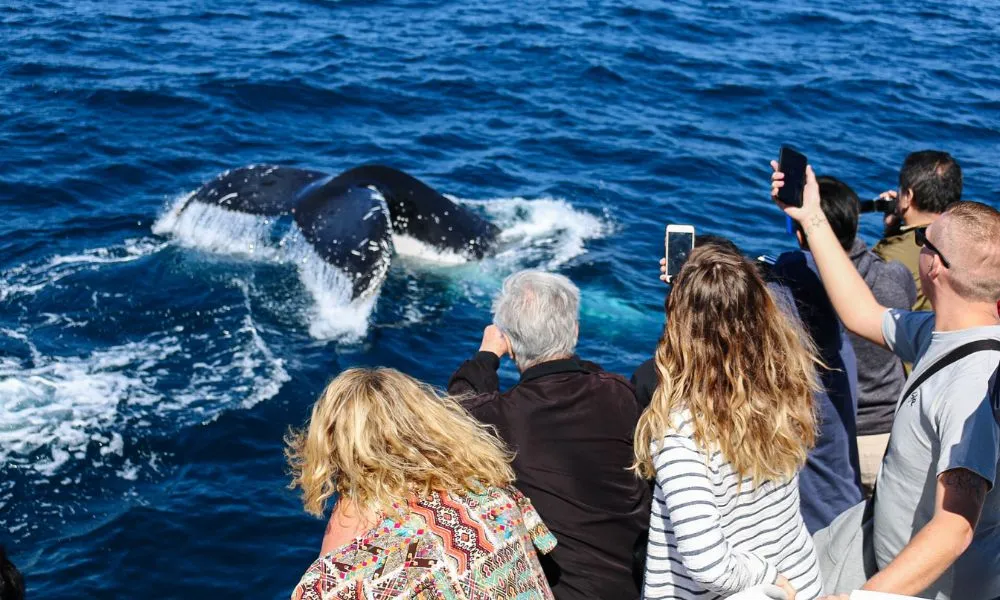 Sea World Whale Watch Cruise and Sea World Entry | Experience Oz -4