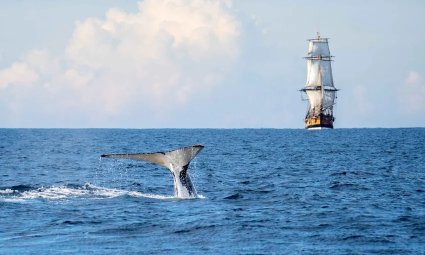 Small Group Whale Watching Cruise, 2.5 Hours 