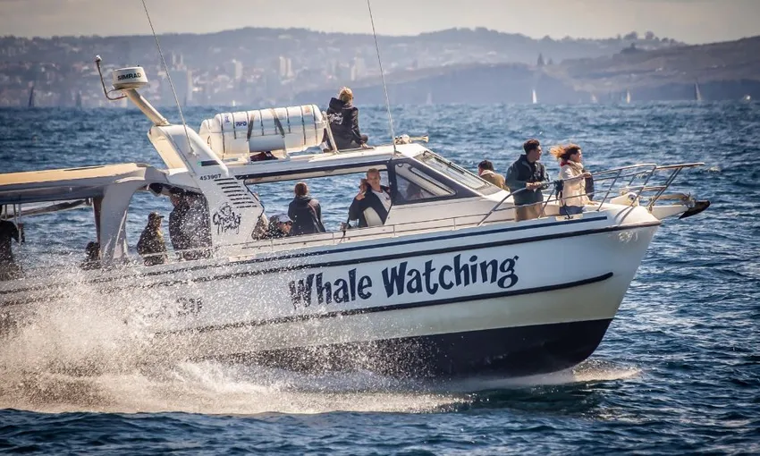 Small Group Whale Watching Cruise, 2.5 Hours 