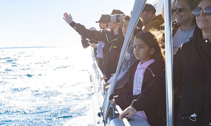 Small Group Whale Watching Cruise, 2.5 Hours 