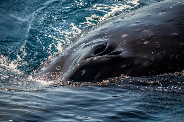 Small Group Whale Watching Cruise, 2.5 Hours 