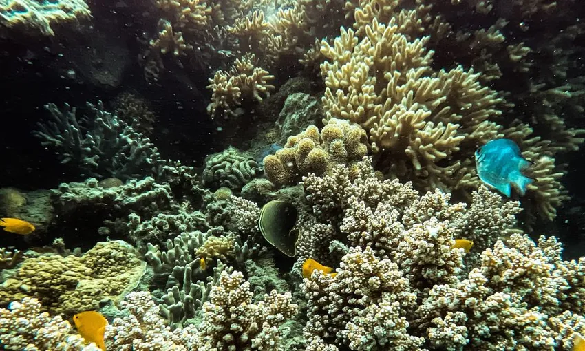 Airlie Beach Glass Bottom Boat Tour
