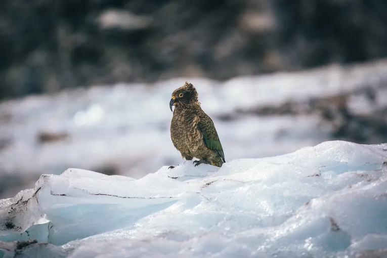 Franz Josef to Queenstown Small Group Tour | Experience Oz + NZ