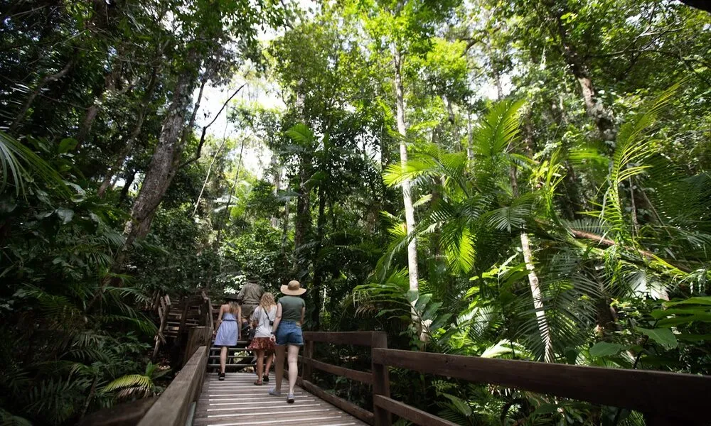 Daintree Rainforest and Cape Tribulation Full Day 4WD Tour