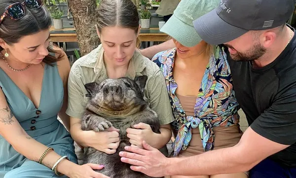 Magnetic Island Small Group Tour of The Koala Park - 2 Hours